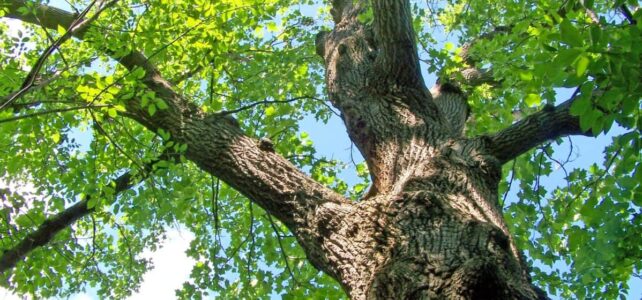 Une démarche participative pour classer les arbres de Bègles