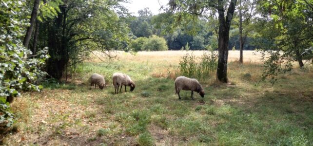 Les moutons sont aux portes de Bègles !