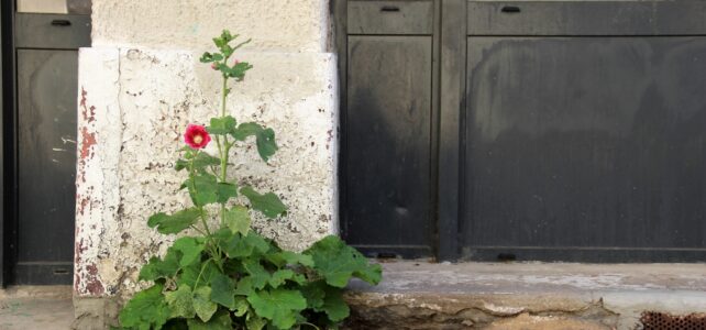 Fleurissons nos trottoirs Bèglais !